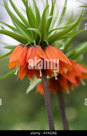 Crown Imperial Lily, Fritillaria imperialis Stockfoto