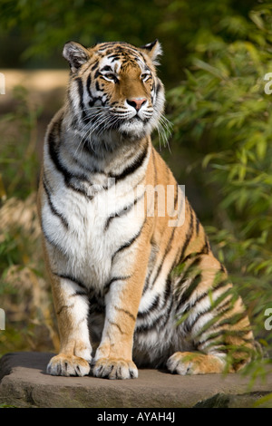 Amur-Tiger oder Sibirischer Tiger - Panthera Tigris altaica Stockfoto