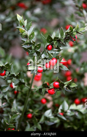 Ruscus Aculeatus Mäusedorn, Hermaphroditum Ruscaceae aka Kneeholly, Knie Holly, Sweet Broom, Pettigree oder Juden Myrte Stockfoto