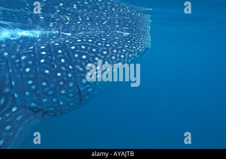 Whale Shark Schwimmen unter Wasser direkt unter der Oberfläche Rhincodon typus Stockfoto