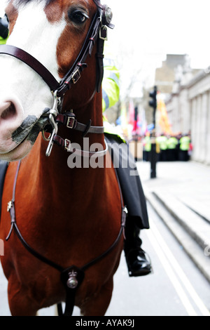 Polizei-Pferd und montierten Offizier vom Dienst bei gewalttätigen Olympische Fackel Demonstration in Whitehall, London, UK Stockfoto