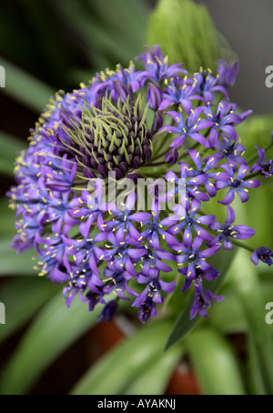 Portugiesische Blaustern Scilla Peruviana Var venusta Stockfoto