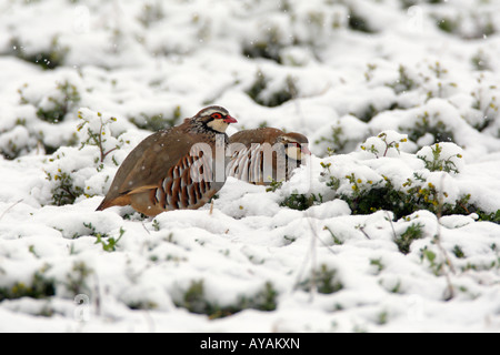 Paar rote legged Rebhuhn Alectoris Rufa im Schnee Therfield Hertfordshire Stockfoto