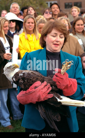 Frau Alter von 37 Jahren Freigabe erholt Adler von Universität von Minnesota Raptor Center. Minneapolis Minnesota USA Stockfoto