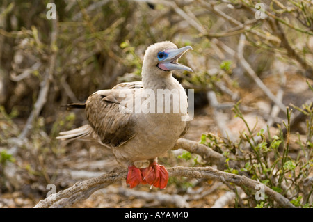 Red-footed Sprengfallen (Sula Sula Websteri) thront auf Zweig des Strauches, Aufruf, Genovesa (Turm) Insel, Galapagos, Ecuador Stockfoto
