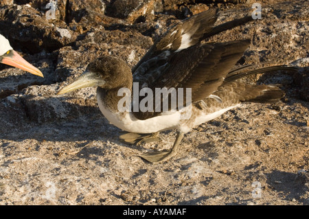Juvenile maskierte Sprengfallen (Sula Dactylatra Granti) kann Genovesa Island Galapagos Ecuador Südamerika Pazifischen Ozean Stockfoto