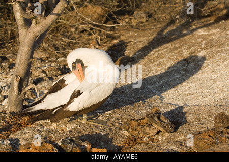 Maskierte Tölpel, Sula Dactylatra Granti, Genovesa Island Galapagos Ecuador Stockfoto