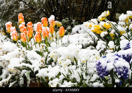 Orange und gelbe Tulpen, Narzissen und blaue Hyazinthe blüht unter dem Schnee im Garten Grenze bei unübliche Wetter Stockfoto