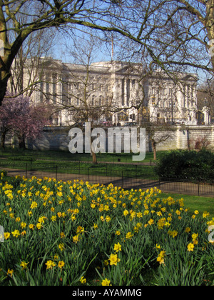 Buckingham Palace mit Narzissen blühen im Frühjahr in den Vordergrund Westminster London England Großbritannien Stockfoto