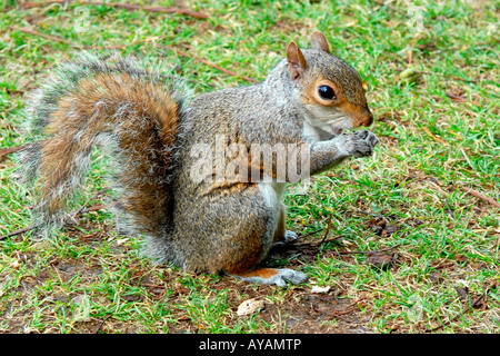 Greenwich Park Labyrinth Hill London, Grau oder graue Eichhörnchen essen Mutter Nahaufnahme Makro aufrecht sitzend Gras Seite Profil ansehen Niedlich süß Stockfoto