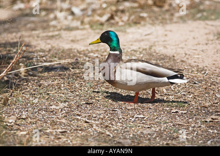 Stockente zu Fuß Stockfoto