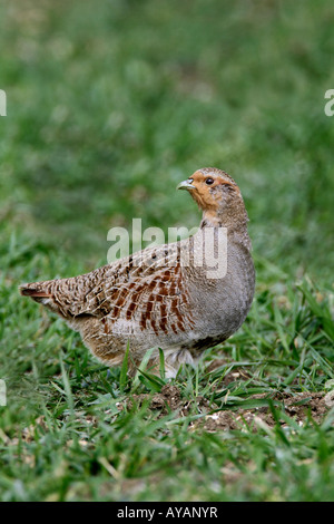 Femail Grey Rebhuhn Perdix Perdix in Winterweizen Therfield Hertfordshire Stockfoto