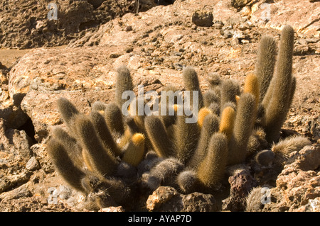 Lava-Kaktus, Brachycereus Nesioticus, Bartolome Insel, Galapagos, Ecuador Stockfoto