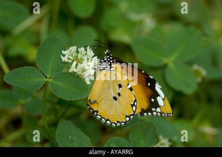 Monarchfalter Danaus Anosia Wachen Fütterung auf Klee Blüte Yunnan China Stockfoto