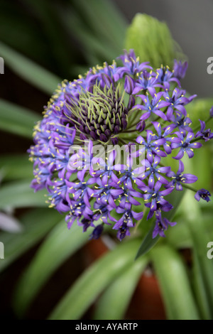 Portugiesische Blaustern Scilla Peruviana Var venusta Stockfoto