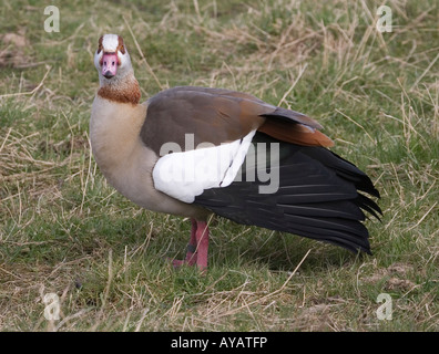 Nilgans Stockfoto