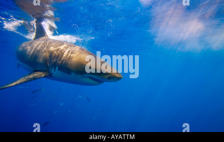 Weißer Hai vor Insel Guadalupe, Mexiko Stockfoto