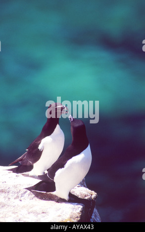 Tordalk (Alca torda) auf große Saltee Inseln. Das County Wexford, Irland. Stockfoto