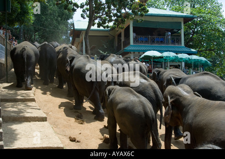 Herde von Elefanten zu Fuß den Hügel hinauf vom Fluss bei Pinnawala Elephant Sanctuary, Sri Lanka. Stockfoto