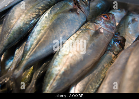 Frischer Fisch zum Verkauf auf dem Markt in Nuwara Eliya, in der Nähe von Kandy, Sri Lanka. Stockfoto