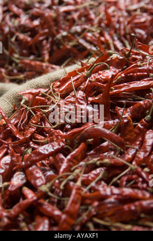 Plünderung getrocknete rote Chilischoten zum Verkauf auf dem Markt in Negombo, in der Nähe von Colombo, Sri Lanka. Stockfoto