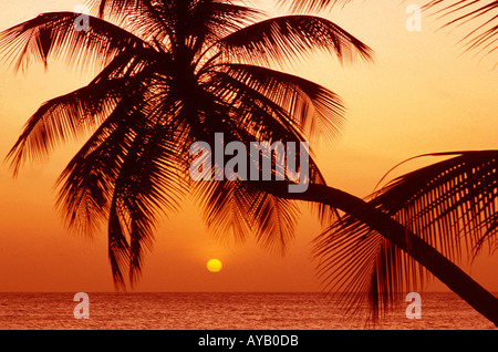 Palme gegen die untergehende Sonne in Karibik Stockfoto