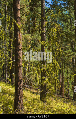Kiefernwald mit Moos auf Ästen Stockfoto
