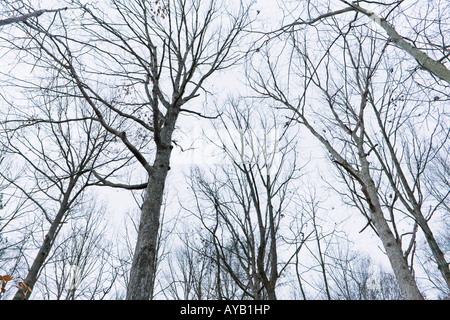 Blickte zu Winter Baum s in einem Laubwald in Maryland Stockfoto