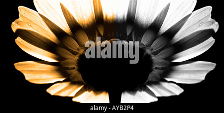 Gelbe daisy Stockfoto