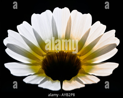Gelbe daisy Stockfoto