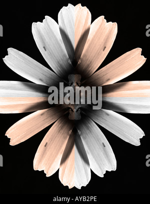 Gelbe daisy Stockfoto