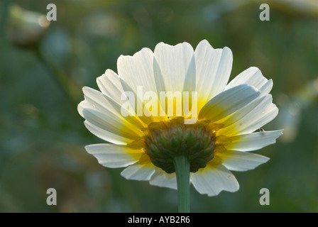 Gelbe daisy Stockfoto