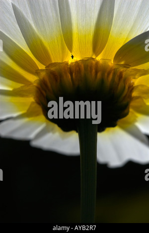 Gelbe daisy Stockfoto