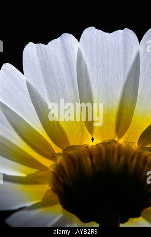Gelbe daisy Stockfoto