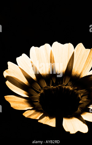 Gelbe daisy Stockfoto