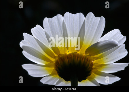 Gelbe daisy Stockfoto