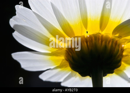 Gelbe daisy Stockfoto