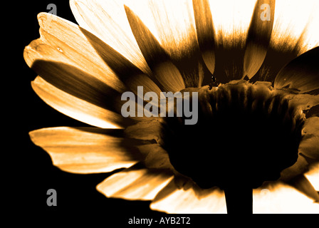 Gelbe daisy Stockfoto