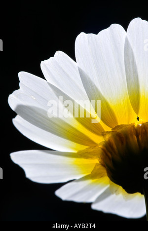 Gelbe daisy Stockfoto
