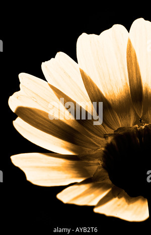 Gelbe daisy Stockfoto