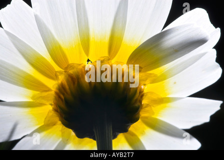 Gelbe daisy Stockfoto