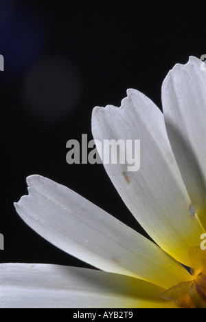 Gelbe daisy Stockfoto