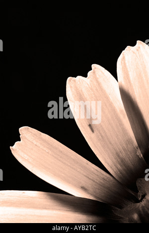 Gelbe daisy Stockfoto