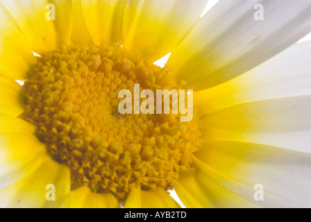 Gelbe daisy Stockfoto