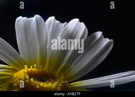Gelbe daisy Stockfoto