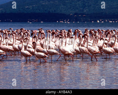 Lake Nakuru Tausende von rosa Flamingos Kenia Afrika Stockfoto