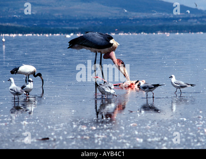 Tierwelt-Sork isst die Reste von Flamingos am Lake Nakuru National Park in Kenia Stockfoto