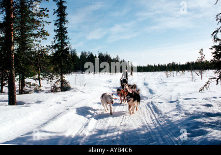 Hund Schlitten in Lappland Stockfoto