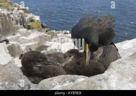 Shag Phalacrocorax Aristotelis putzen Küken, Inner Farne, Farne Islands, Northumberland, UK Stockfoto