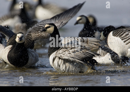 Weißwangengans, Branta Leucopsis, Baden Stockfoto